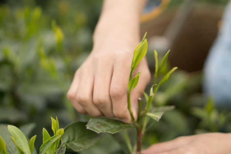 太平猴魁是最大、最好、最珍貴的茶.jpg