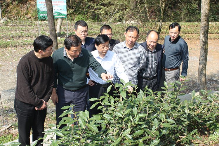 吳文達率隊調研六百里桃源野茶谷林下經(jīng)濟.jpg