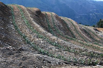 六百里猴魁茶業(yè)茶種改良.jpg