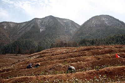 六百里猴魁茶業(yè)茶種改良.jpg